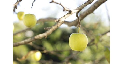 Isaac Newton Discovered Gravity When An Apple Fell On His Head