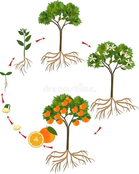 Ciclo De Vida Da árvore Alaranjada Fases Do Crescimento Da Semente E Do