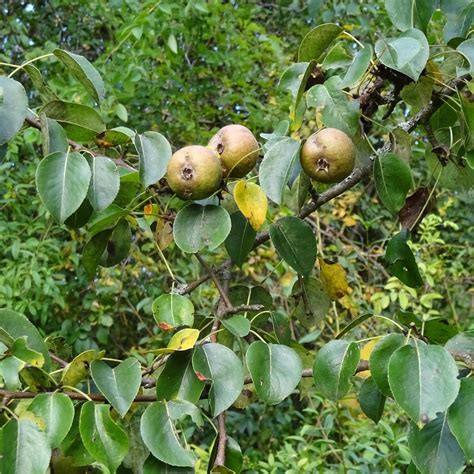 Wilde Peer Pyrus Pyraster Zaden