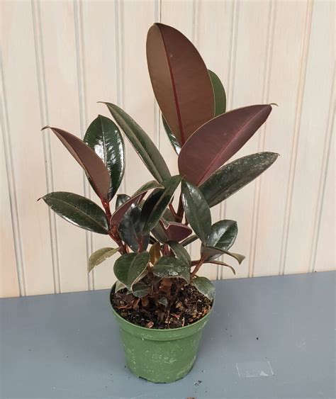 Ficus Burgundy Plant 5 Pot Ship My Plants