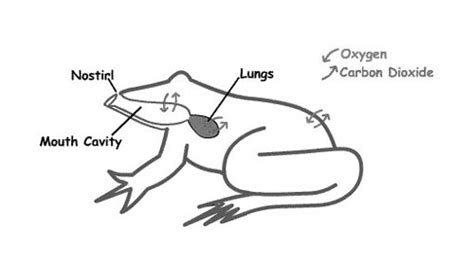 Do Frogs Have Lungs Or Gills?