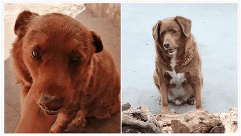 Bobi El Perro Portugu S Que Bati R Cord Guinness De Ser El M S Viejo