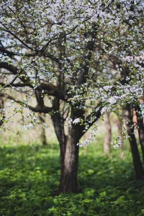 無料画像 自然 ブランチ 工場 太陽光 咲く 春 緑 作物 植物学 フローラ 桜の花 フラワーズ 低木 落葉