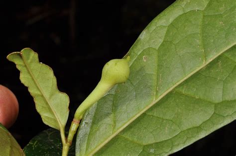 Anaxagorea Luzonensis Annonaceae Image At Phytoimages Siu Edu