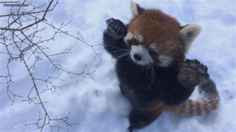 Video Red Pandas Are Having Snow Much Fun! - ABC News