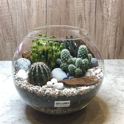 Terrarium Bowls Terrarium Gifts Succulent Bowls Open Terrariums Air