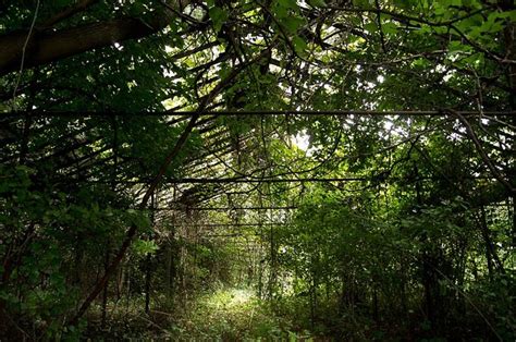 A Compendium Of Abandoned Greenhouses Greenhouse Abandoned Green