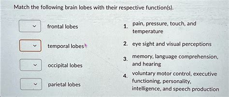 Solved Match The Following Brain Lobes With Their Respective Function