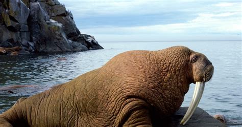 Walrus The Life Of Animals