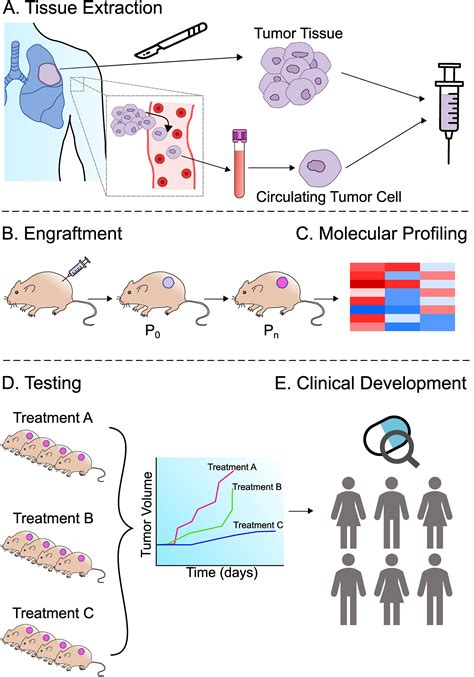 Patient Derived Xenograft Models Of Small Cell Lung Cancer For