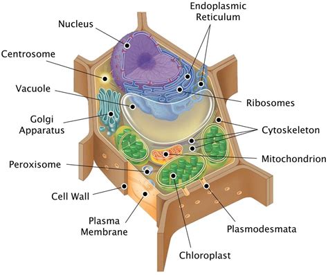 Plant Cell Structure Diagram Quizlet