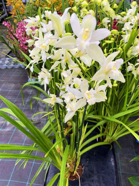 Cymbidium Lowianum F Alba Giulio Celandroni Orchidee