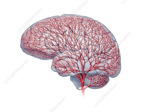 Brain blood vessels, artwork - Stock Image C014/7092 - Science Photo ...