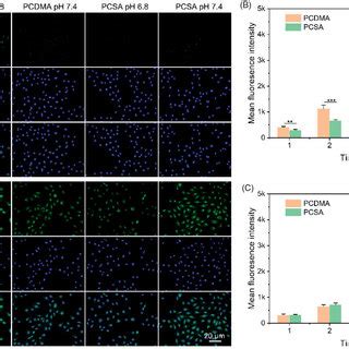 A Clsm Images Of A Ptx Cells After Treatment With Pcdma And Pcsa