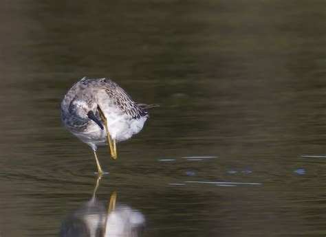 Bill Hubick Photography - Stilt Sandpiper (Calidris himantopus)