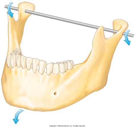 CFF Lec 51 Mechanics Of Mandibular Movement Flashcards Quizlet