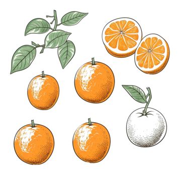 Orange Fruit Outline Illustrations, Orange, Creative, Fun PNG Transparent Image and Clipart for ...