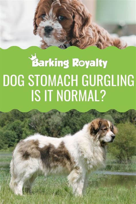 Dog Stomach Gurgling Is It Normal Barking Royalty Dogs Happy