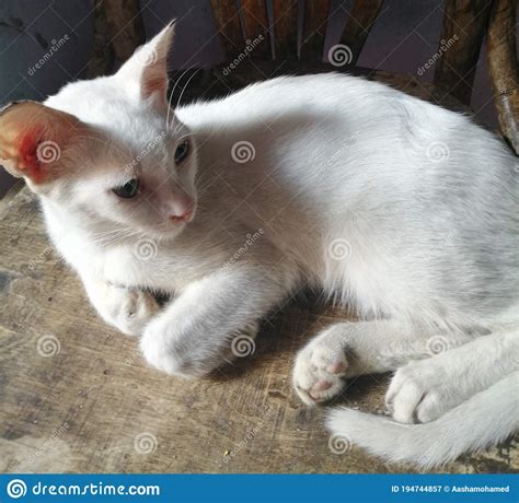 Gato Blanco Agudo Con Ojos Verdes Y Pieles Blancas Sentados En Una