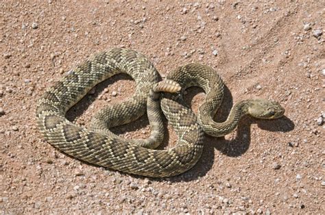 Mojave Green Rattlesnake - NDOW