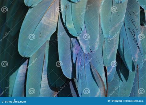 Close-up of Blue Macaw Feathers Stock Photo - Image of macro ...