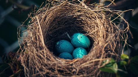 Nest Eggs Hd Wallpaper Animals Wallpaper Better