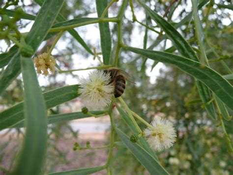 Willow Acacia Plants Of Goonderoo Bush Heritage Reserve · Inaturalist