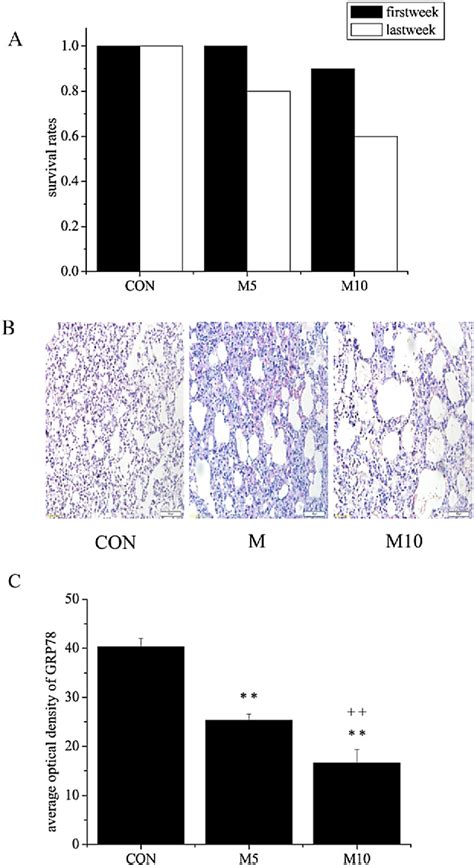 Figure 1 From Endoplasmic Reticulum Stress And Apoptosis Via Perk Eif2α