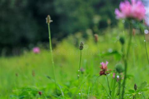 Blooming And Overgrown Clover In Green Field Stock Image Image Of