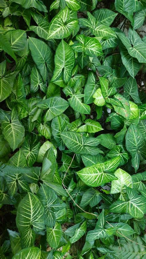 Singonium Rainforest Plants Plants Indoor Plants