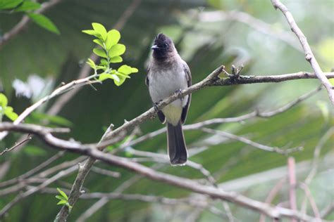 Bulbul Id Disneys Animal Kingdom Zoochat