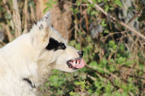 Aggressionen beim Hund Tipps Ratschläge vom Hundeprofi dogondo de