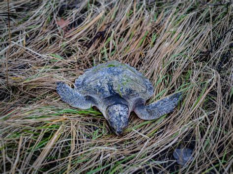 Most Endangered Sea Turtle - American Oceans