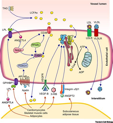 The Endothelium An Active Regulator Of Lipid And Glucose Homeostasis