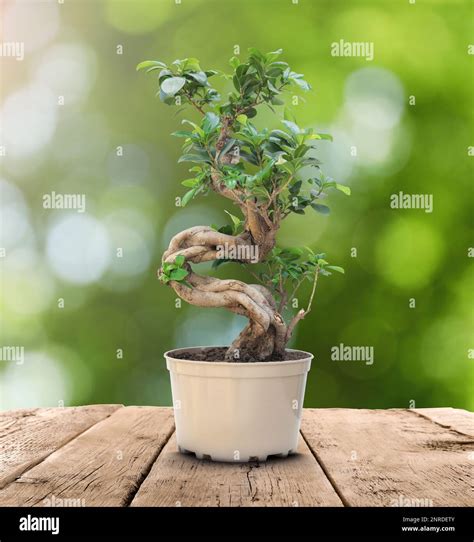 Bonsai Display Table Hi Res Stock Photography And Images Alamy