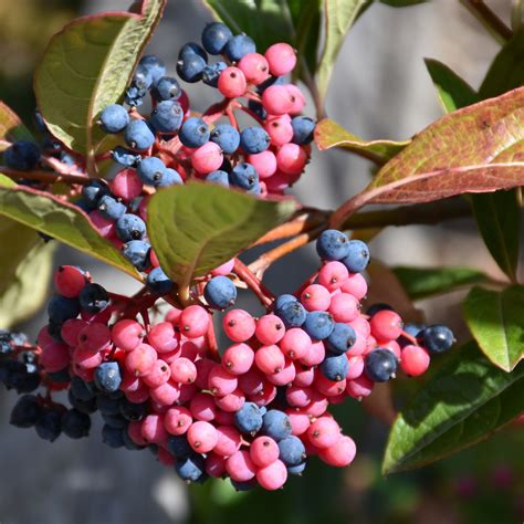 Brandywine Viburnum Indy Plants