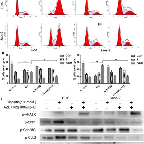 Analysis Of AZD7762 In Combination With Cisplatin On Cell Cycle Of