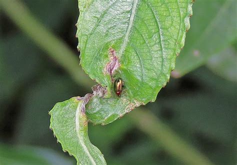 Willow Flea Beetle Gedling Conservation Trust Nottingham