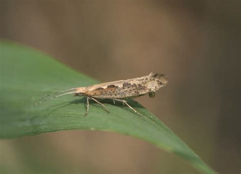 Diamondback Moth: Identification, Life Cycle, Facts & Pictures