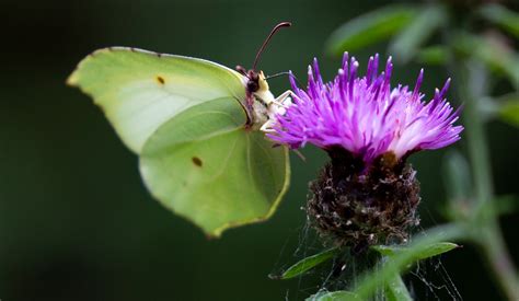 Brimstone Butterfly - Free photo on Pixabay - Pixabay