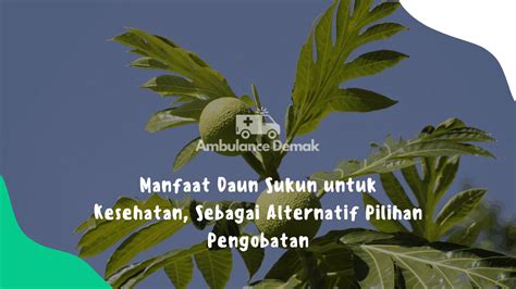 Manfaat Daun Sukun Untuk Kesehatan Sebagai Alternatif Pilihan Pengobatan