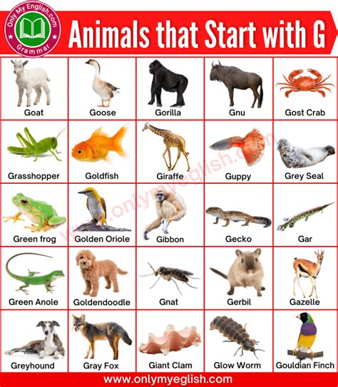 Animals That Start With G Animals Beginning With G