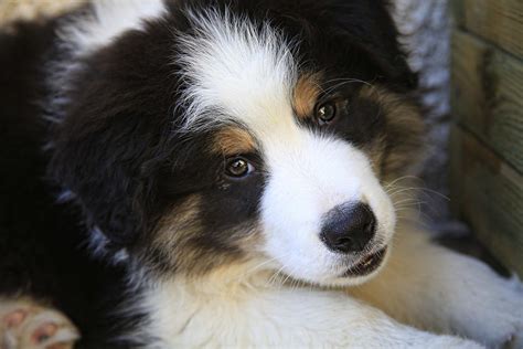 The 12 Fluffiest Dogs Ever