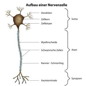 Der Aufbau Einer Nervenzelle Ratgeber Nerven