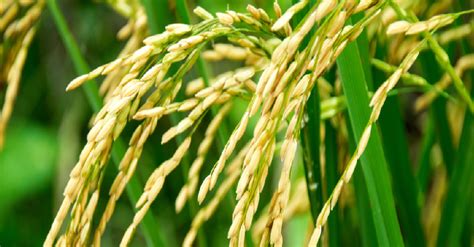 Rabi Crop – Types Of Rabi Season Crops In India