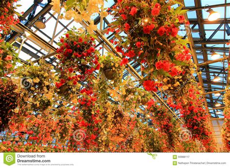 Begonia Du Japon Agencement De Jardin Aux Meilleurs Prix