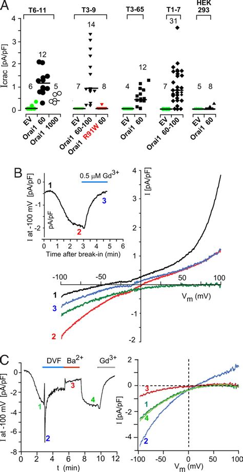 Functional Interactions Among Orai Trpcs And Stim Suggest A Stim