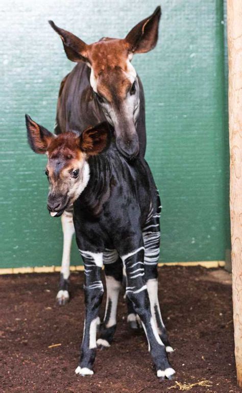 Newborn Baby Okapi At Zsl London Zoo Is Named After Meghan Markle 🦓 🦒