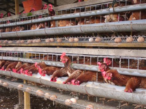 Ayam Telur Ayam Pencen Dan Telur Tiruan Myrokan