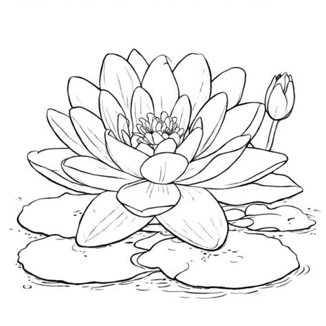 Download Lotus Flower Coloring Page With Lily Pads Coloring Pages